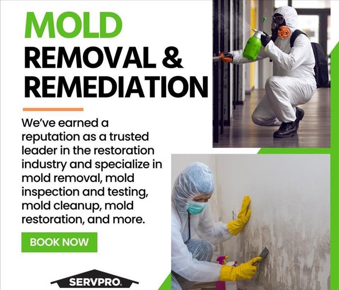 Servpro workers treating mold