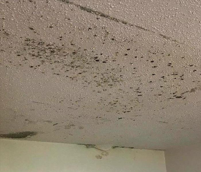 signs of mold: how to recognize the symptoms of mold in your house